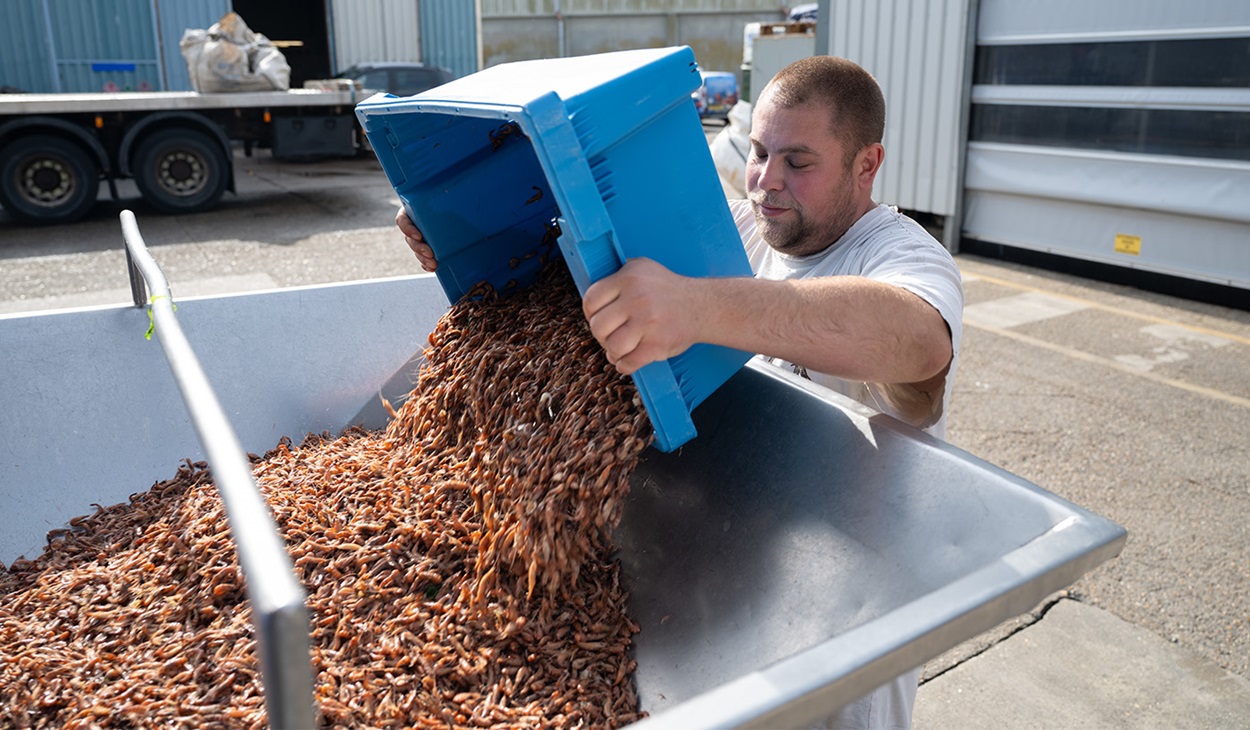 Rafal Salmon loading the processing machine at Lynn Shellfish