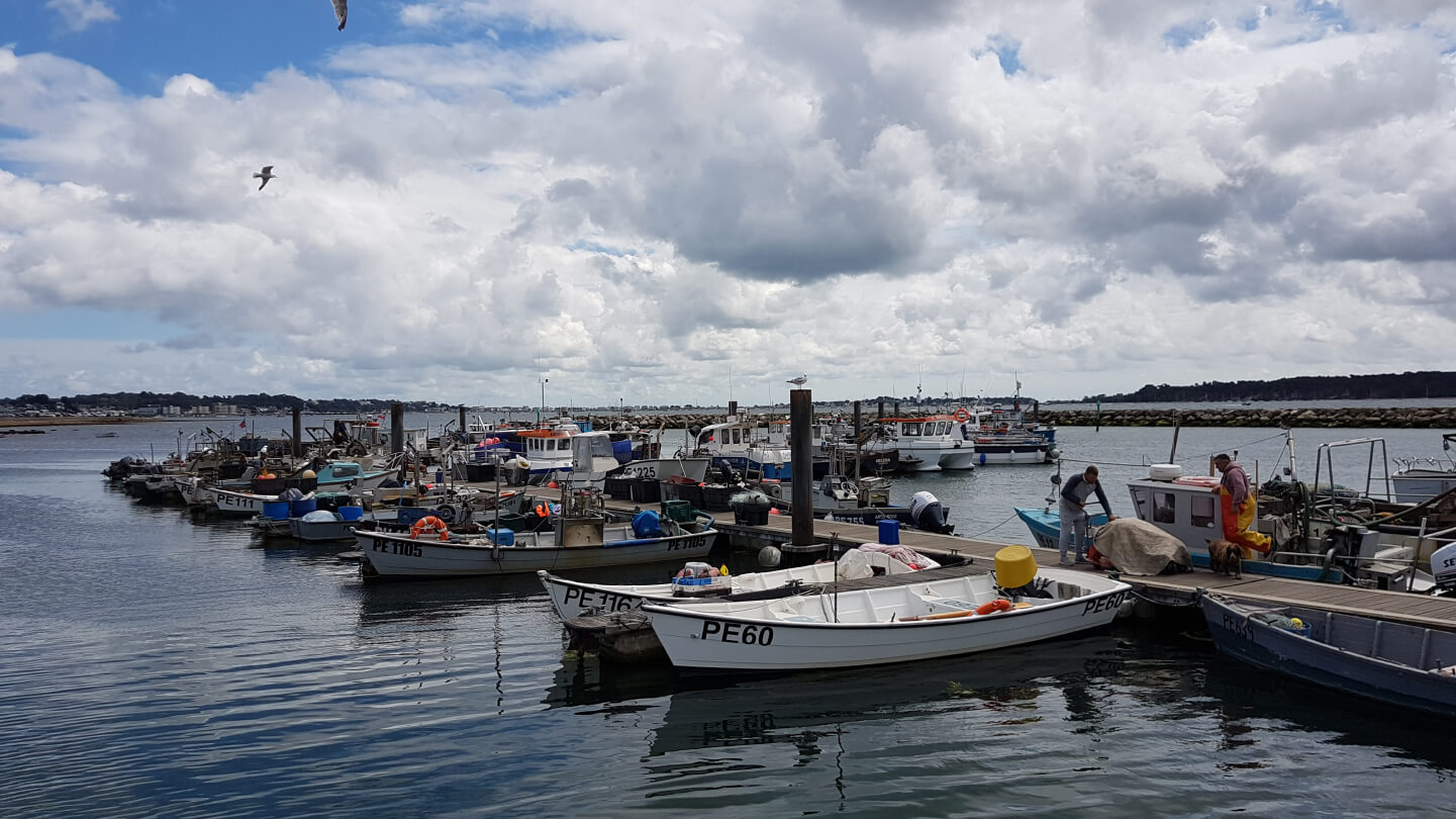 Poole Harbour clams and cockles Sustaining nature while fishing for